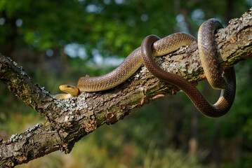 Aesculapian Snake - Zamenis longissimus, previously Elaphe longissima, nonvenomous olive green and yellow snake native to Europe, Colubrinae subfamily of family Colubridae. Hunting on the tree trunk