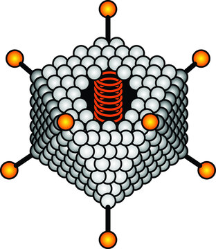 Virus anatomy: an adenovirus with a 20-sided isocahedral capsid around its DNA strand and glycoprotein spikes on each vertex.