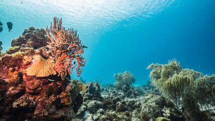 Plakat Seascape in turquoise water of coral reef in Caribbean Sea / Curacao with fish, coral and sponge