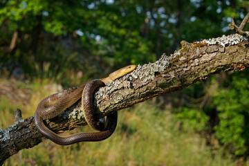 Aesculapian Snake - Zamenis longissimus, previously Elaphe longissima, nonvenomous olive green and yellow snake native to Europe, Colubrinae subfamily of family Colubridae. Hunting on the tree trunk