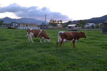 Fototapeta na wymiar Cows in field in summer Cows on green grass