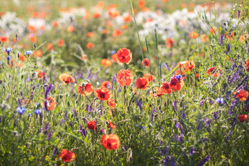flower meadow with poppies and grass
