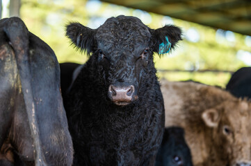 Beef cows and calves grazing on grass in south west victoria, Australia. eating hay and silage....