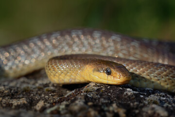 Aesculapian Snake - Zamenis longissimus, Elaphe longissima, nonvenomous olive green and yellow snake native to Europe, Colubrinae subfamily of the family Colubridae. Resting on the stone in vineyard