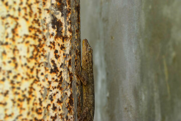 Common House Wall Lizard At home, animal gecko dragon predator tail