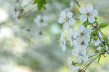 cherry blossom branch on a yellow-green background