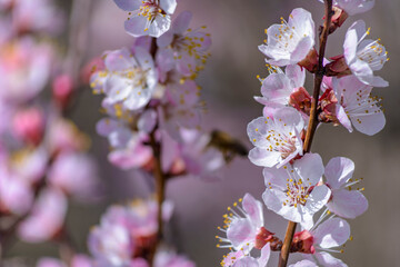 Apricot tree blooming, Krasnodar territory, Russia.