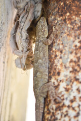 Common House Wall Lizard At home, animal gecko dragon predator tail