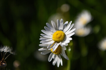 margherita fiore macro natura 