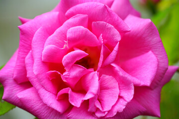 Fragrant pink blooms of the heirloom Zephirine Drouhin climbing rose