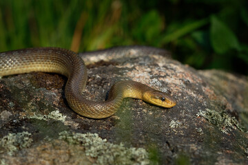 Aesculapian Snake - Zamenis longissimus, Elaphe longissima, nonvenomous olive green and yellow snake native to Europe, Colubrinae subfamily of the family Colubridae. Resting on the stone in vineyard