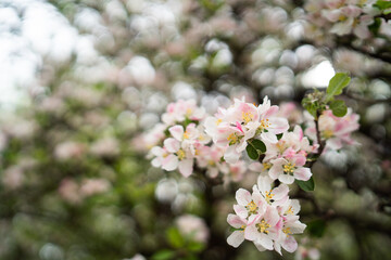 Garden in spring time. Closeup view of cherry or apple blossom. Little green leaves and white flowers of cherry tree. Concept of beautiful background. Horizontal wallpaper