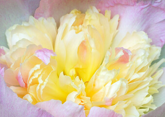 Fragrant pink and yellow ruffled peony flower