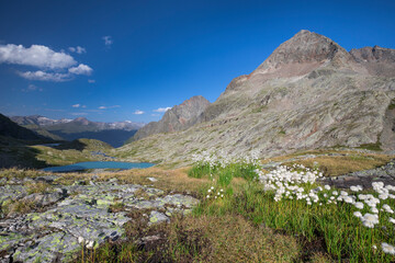 Fototapeta na wymiar Mountain scenery with lake in the Gradetal in the national park Hohe Tauern in the Alps, flowers in the front, Austria.
