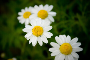 White Petal Flowers with Yellow Centers Mayweed Chamomile Dog Fennel Daisy