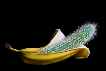 Cactus in a banana skin on a black background. Spicy and unusual dessert. The concept of deception,...