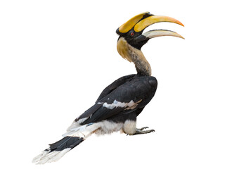 The Great Hornbill on white background.