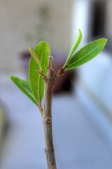 green leaf on a branch