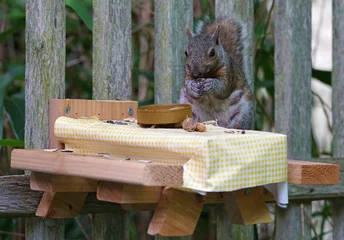 Fotobehang Een grijze eekhoorn aan het eten aan een houten picknicktafel in de achtertuin voor eekhoorns en vogels gemonteerd op een tuinhek © eqroy