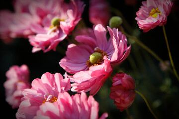 Pink Anemone Flowers in the Sunlight