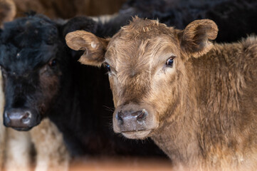 Beef cows and calves grazing on grass in south west victoria, Australia. eating hay and silage....