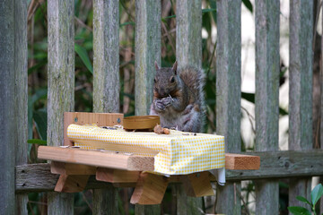 A gray squirrel eating at a backyard wooden picnic table for squirrels and birds mounted on a garden fence
