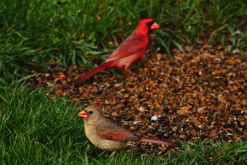 Male and Female Cardinals on ground