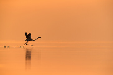 Greater Flamingo takeoff,  Asker, Bahrain
