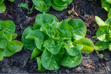 Closeup of romaine lettuce in garden