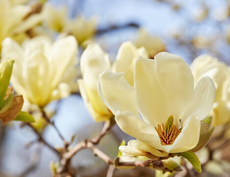Magnolia tree in bloom