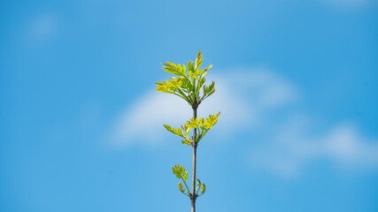 
Young clear green stem of young tree on cloudy blue sky background