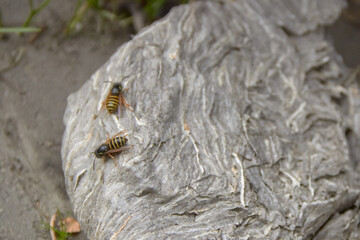 A beehive that fell on the sidewalk with wasps