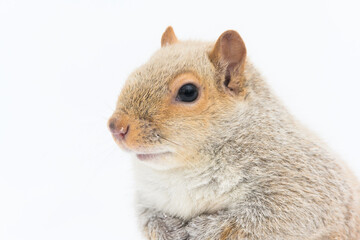 An abnormally pale (possibly leucistic) Eastern Grey Squirrel on Mount Royal in Montreal, Canada.