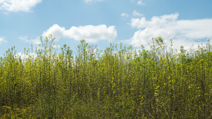 
Nature resumes its rights, forest of young shrubs and blue sky with cottony clouds, in spring