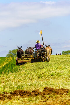 Amish Farmer Cuts Hay