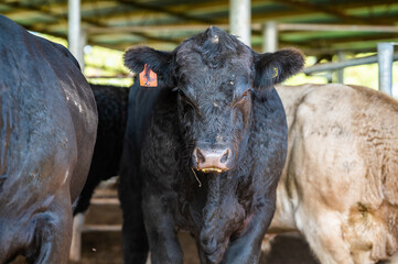 Beef cows and calves grazing on grass in south west victoria, Australia. eating hay and silage....