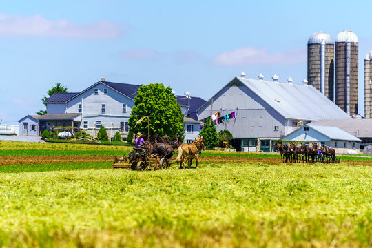 Amish Farmer Uses Horse Team