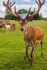 Deer with big horns on the green field