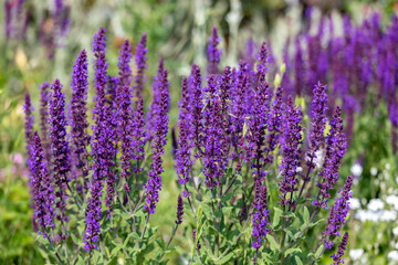 Purple flowers Ajuga spring in the meadow