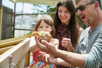 Mother, father and daughter share excitement at the new baby chicks for eggs they are adding to their backyard chicken coup. © Donte