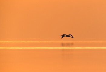 Greater Flamingo flying in the morning, Asker, Bahrain