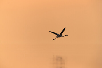 Greater Flamingo flying in the morning light, Asker, Bahrain