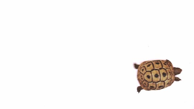 Small turtle walks on a white background close up 4k