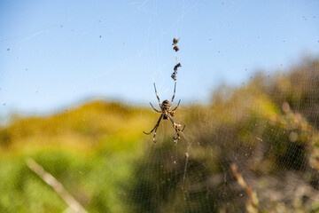 Sydney, Australia. A spider weaving a web.