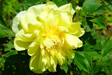 Yellow flower of a Bartzella Itoh peony plant, a cross between a tree peony and herbaceous peony