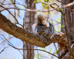 Eastern gray squirrel  lying on a branch staring at the camera suspicious. (Sciurus carolinensis)