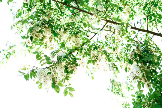 Robinia Pseudoacacia Treen In The Garden