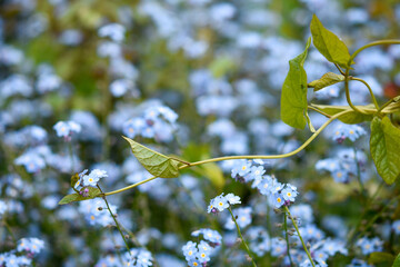 Forget me not flowers spring