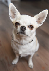 ritratto chihuahua pelo corto bianco amico uomo orecchie 