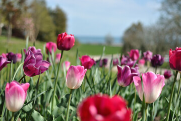 Fototapeta premium Spring tulips